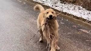 4k porn, 8k porn, hd porn, ultra hd, 1080 porn, romantic, trans, outdoor, tattoos, tinder, browsette, threesome. Excited Dog Slides Down Icy Road While Bringing Its Owner A Stick Metro News