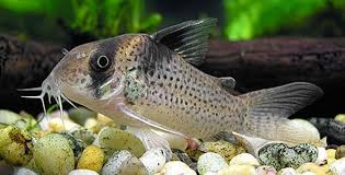 Information And Pictures Of Saltwater And Fresh Water Fish Corydoras Catfish Fish Breeding Aquarium Catfish Beautiful Tropical Fish