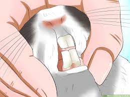 (june 2021) (learn how and when to remove this template message). How To Tell The Age Of A Rabbit 10 Steps With Pictures