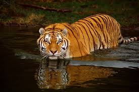 Swimming Tiger Wild Animal Wallpaper Tiger Pictures Pet Tiger