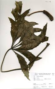 Image result for Cussonia corbisieri