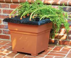 Chard can grow crowded, but leaves will be smaller. Grow Your Own Vegetable Containers Stauffers