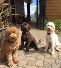 Maybe you would like to learn more about one of these? Shedless In Seattle Labradoodles Family Breeder Of Australian And Multigenerational Labradoodle Puppies Labradoodle Breeders Labradoodle Labradoodle Dogs