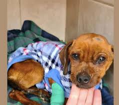 Hours may change under current circumstances Donations Pour In For Dog Dropped Off In Bucket Soaked In Car Oil