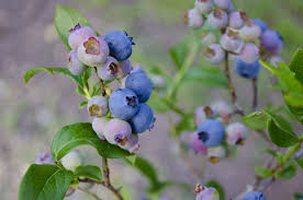 1 hur man odlar blåbär från frön. Bushes Shrubs Home Garden Blueberry Bush Plant Hannah S Choice 1 12 To 18 Plant Free Blueberry Seeds 360idcom Fr