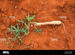 Image result for Acanthosicyos naudinianus