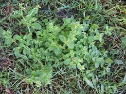 Image result for Cerastium glomeratum