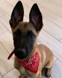 Belgian tervuren information including pictures, training, behavior, and care of belgian tervurens and dog breed mixes. A Woman Revealed It Took Days To Get Her 17 Cats And Dogs To Pose Together For A Picture Belgian Malinois Puppies Dogs Beautiful Dogs