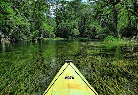 Silver springs became a state park in 2013. Silver Springs State Park Florida State Parks