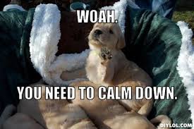 Be aware that very young puppies may not sleep through the night. Woah You Need To Calm Down Puppy Meme Puppies Calm Down