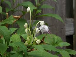 Image result for Clerodendrum incisum