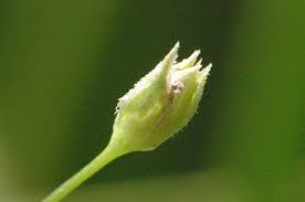 Image result for Stellaria sennii