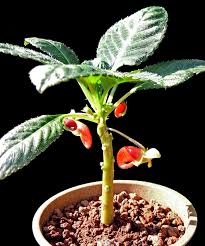 Image result for Impatiens niamniamensis