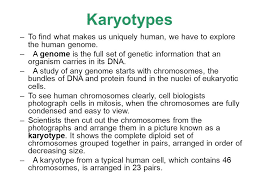 14.1 human chromosomes key : 14 1 Human Chromosomes Key Questions 1 What Is A Karyotype 2 What Patterns Of Inheritance Do Human Traits Follow 3 How Can Pedigrees Be Used To Analyze Ppt Download