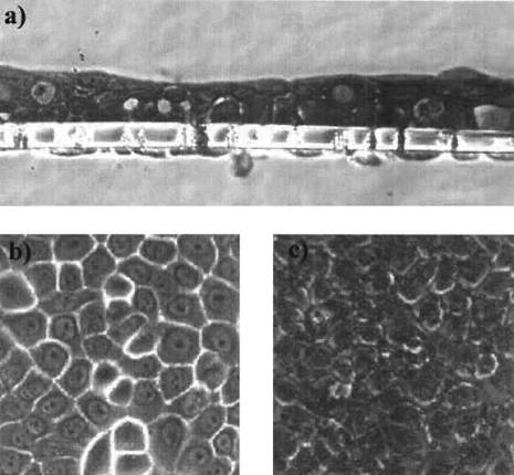 Tissue layers formed by HOK-16B cell lines on the membrane support of... |  Download Scientific Diagram