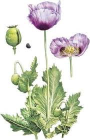 Image result for Papaveraceae
