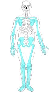 The bones mentioned in each human skeleton chart are: 14 2 Introduction To The Skeletal System Biology Libretexts