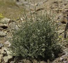 Image result for Carrichtera annua