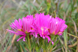 Check spelling or type a new query. Noon Flower Pink Bright Free Photo On Pixabay