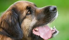 We did not find results for: Leonberger Dog Breed Information