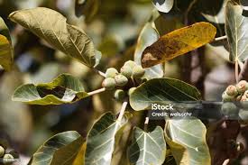 Image result for Ficus sycomorus