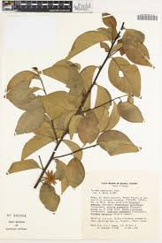 Image result for Turraea wakefieldii