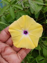 Image result for Ipomoea tuberculata