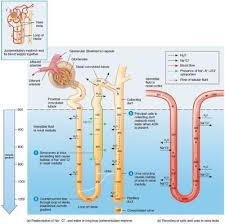 Medicine Urea Recycling And The Medullary Osmotic Gradient Renal Physiology Biology Notes Physiology