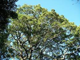 Image result for Celtis mildbraedii
