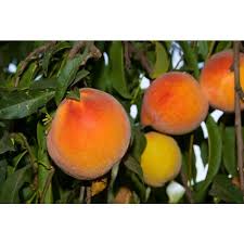 Check spelling or type a new query. Loring Peach Store Tomorrow S Harvest By Burchell Nursery