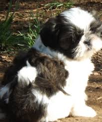 Twanas pk puppies come from beautiful well bred. Teacup Shih Tzu Puppies For Sale Near Me Petfinder