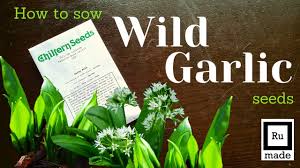 Fill your cart with color today! Starting Off Wild Garlic Ramsons From Seed Woodland Food Production Youtube
