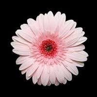 Follow us if you love everything floral inspired and creative! Brian Cellier Senior Technical Eng Avas Flowers Zoominfo Com