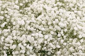 Fill your cart with color today! Baby S Breath Plant Gypsophila How To Grow And Care Plantopedia
