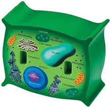 Atcc animal cells provide taxonomic equivalents resembling human physiology. 3d Plant Cell Cakes Plant Cell Model Cell Model Plant Cell