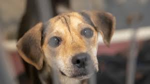 We take in unwanted or abused dogs and cats from high kill shelters. Free Pet Adoptions At Indianapolis Animal Care To Ease Overcrowding