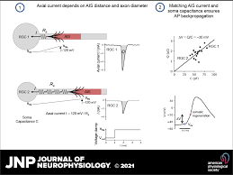 Ribosomes are small granules scattered in the cytoplasm, responsible for protein synthesis. Electrical Match Between Initial Segment And Somatodendritic Compartment For Action Potential Backpropagation In Retinal Ganglion Cells Journal Of Neurophysiology