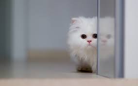Pin By Mummycat On Projects To Try Cute Cat Wallpaper Kittens Cutest Fluffy Cat