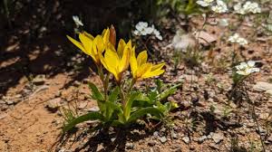 Image result for Hesperantha longicollis