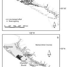 Enjoy this expertly researched article on the salmon shark, including where salmon shark s live, what they eat & much more. Pdf Shark Aggregation In Coastal Waters Of British Columbia