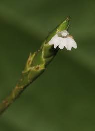 Image result for Elytraria