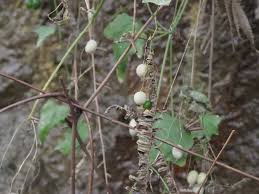 Image result for Zehneria tridactyla