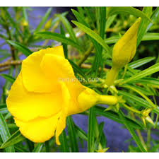 Image result for Cascabela