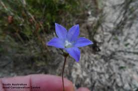 Image result for Wahlenbergia erecta