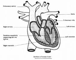 Ncert books and answers, study material for final exams and other online study books for revision are available to free download. Kseeb Solutions For Class 7 Science Chapter 11 Transportation In Animals And Plants Kseeb Solutions