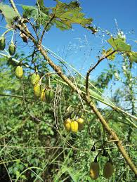 Image result for Solanecio mannii