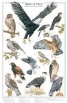Bird Identification Charts