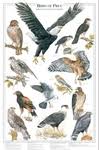 bird identification charts