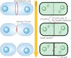 Maybe you would like to learn more about one of these? Cytokinesis In Animal Cell Versus Plant Cell Animal Animal Cytokinesis Full Size Png Download Seekpng