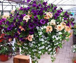 Hanging Baskets Plants For Hanging Baskets Hanging Flower Baskets Container Flowers